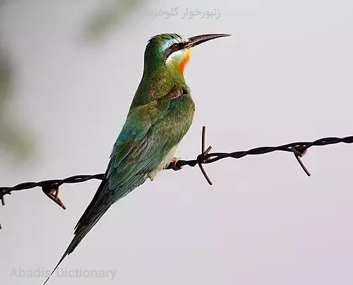 زنبورخوار گلوخرمایی